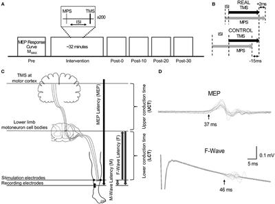 Motor Point Stimulation in Spinal Paired Associative Stimulation can Facilitate Spinal Cord Excitability